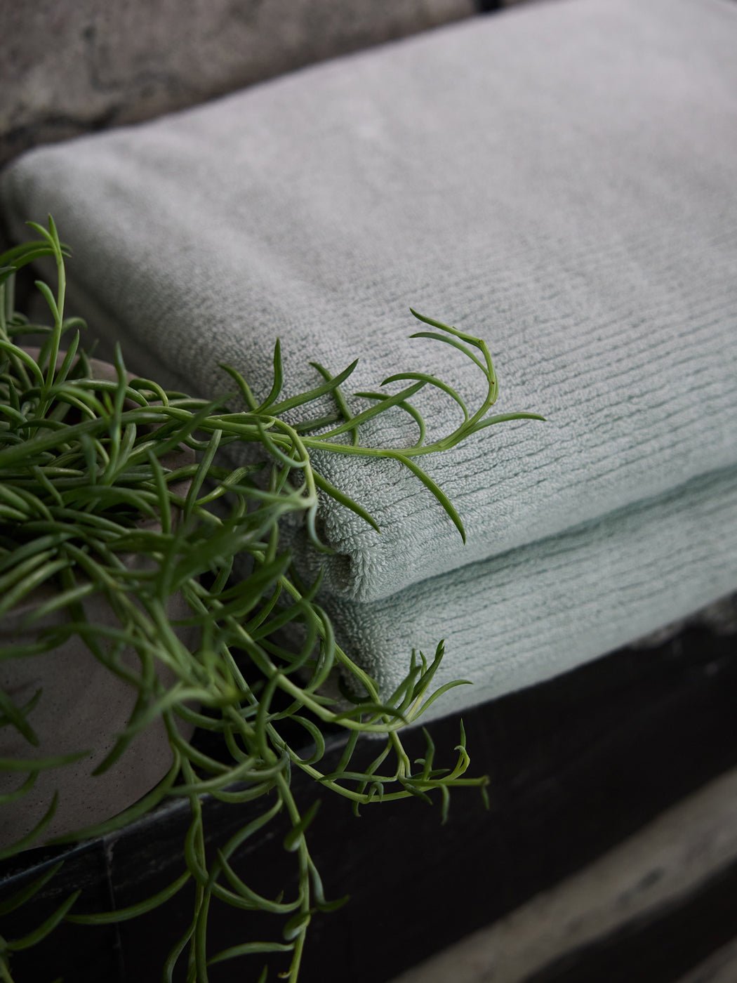 A folded Cozy Earth Ribbed Terry Bath Sheet in light gray rests on a dark surface beside a potted green plant with long, slender leaves, set against a textured wall.|Color:Laurel