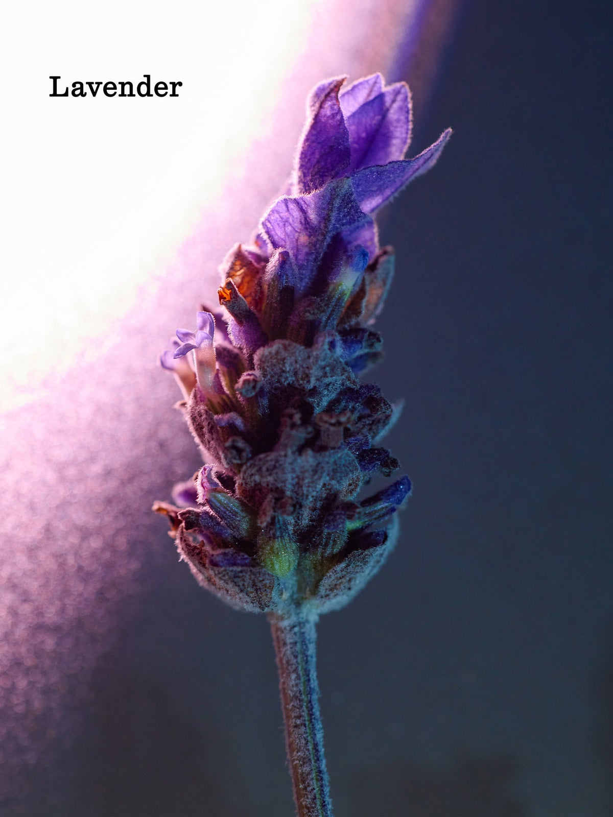 A lavender flower with a soft purple hue is dramatically illuminated against a dark background. "Cozy Earth Night Cream" is written in the top left corner. |Size:Mini