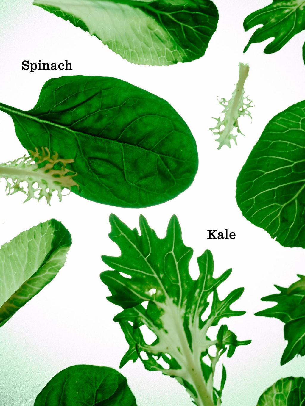 A variety of green leafy vegetables, such as spinach (top) and kale (right), are displayed on a white background alongside other leaves. |Size:Mini