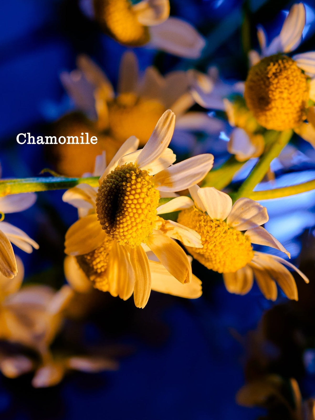 Close-up of chamomile flowers with white petals and yellow centers on a dark blue background. "Night Cream" is written in white text on the left side, representing the Cozy Earth brand. |Size:Mini